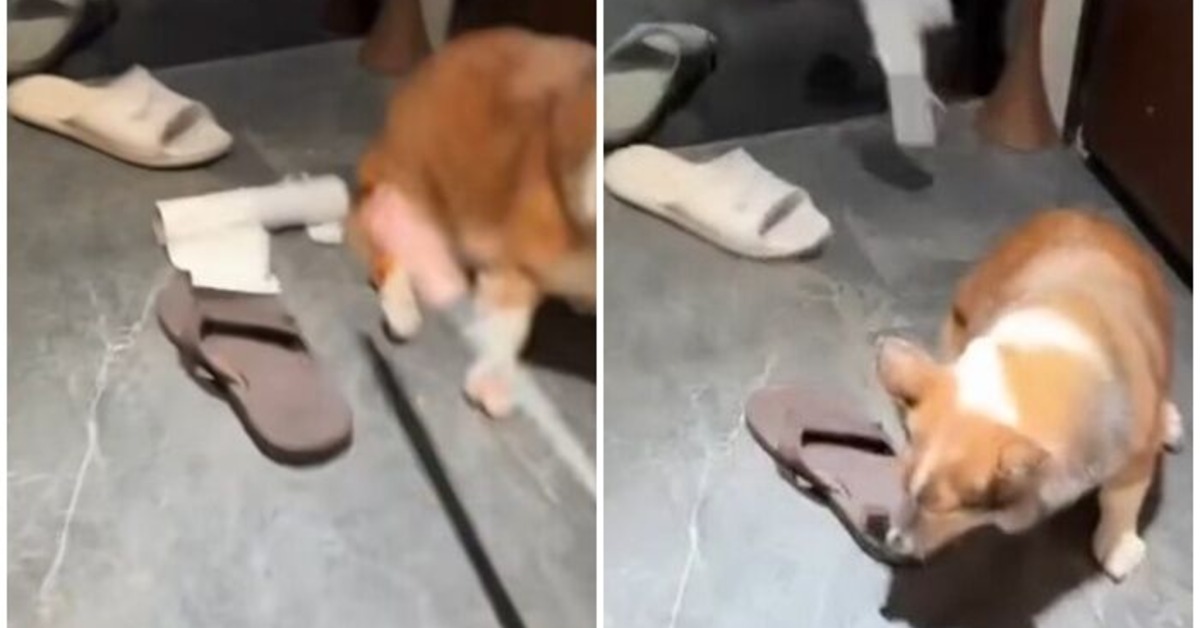 Dog Abuse Video Sparks Outrage: Chaju HQ Responds