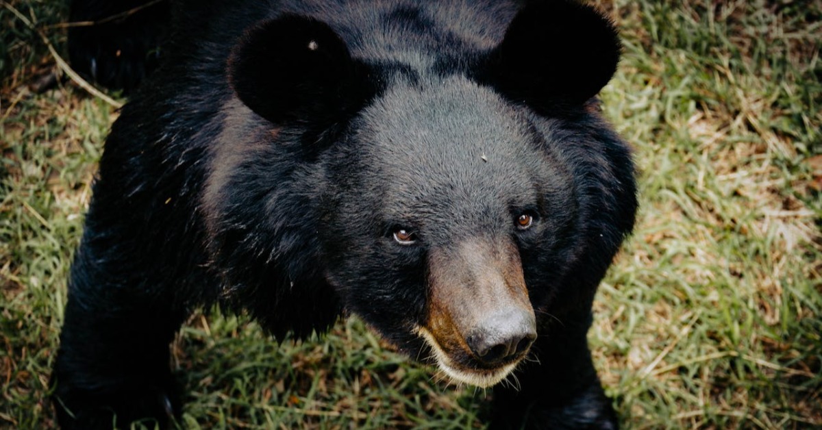 長野縣白馬47滑雪場，近日驚現黑熊追逐滑雪遊客。（示意圖／Pexels）
