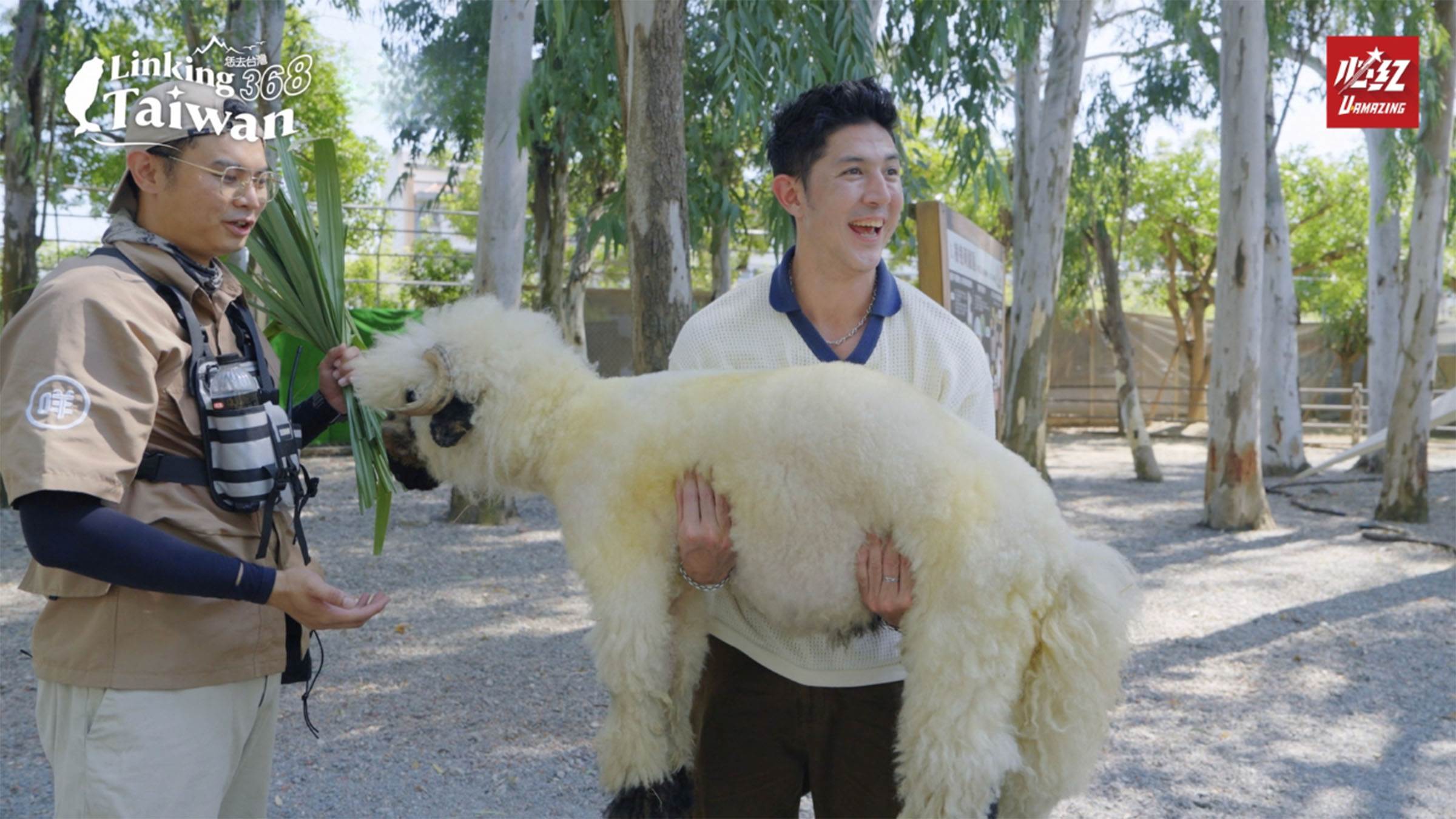 園區匯集多種人氣萌寵，包括瓦萊黑皮羊、泰迪羊、侏儒羊與療癒系水豚，遊客不僅能近距離互動，還可挑戰森林高空冒險與極限大擺盪等刺激設施，享受動靜皆宜的遊園體驗。（圖／《Linking 368 Taiwan恁去台灣》提供）
