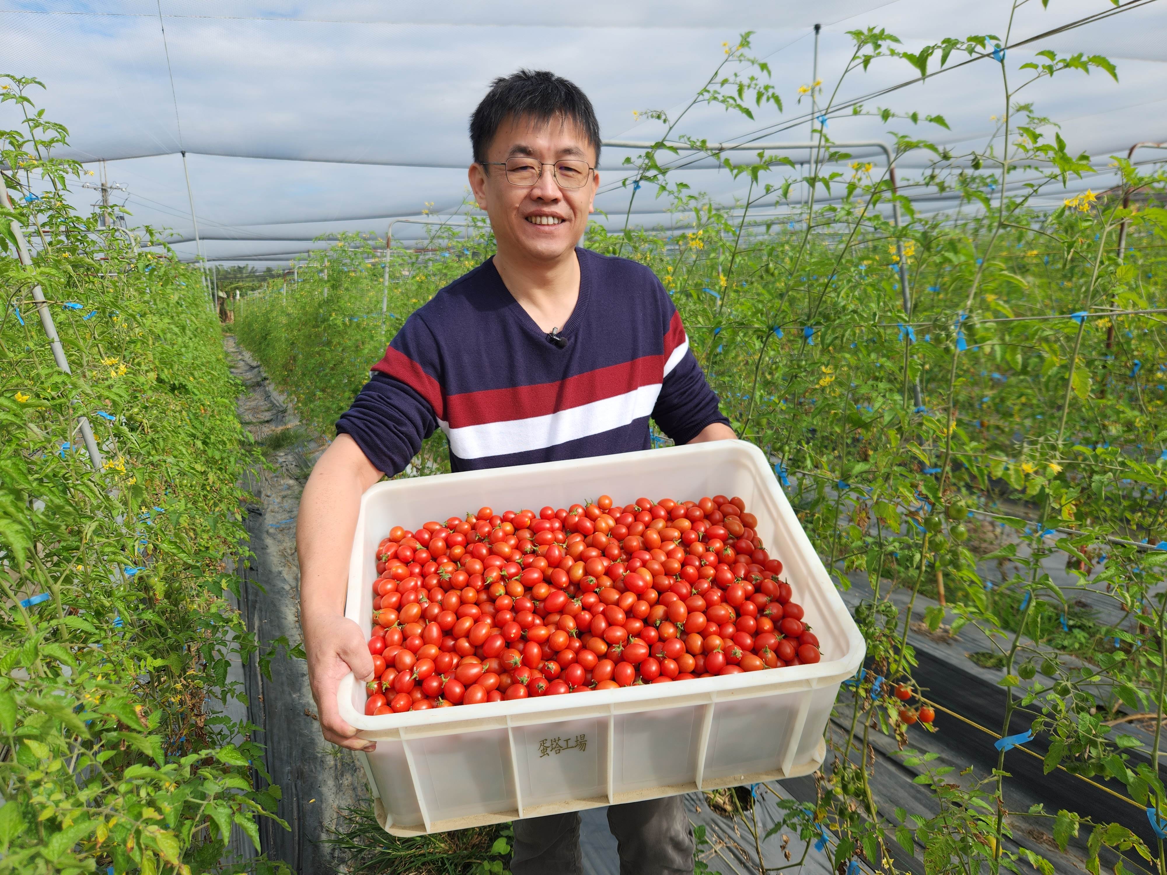 圖說二：農友林政生以友善土地方式種植嫣紅番茄。