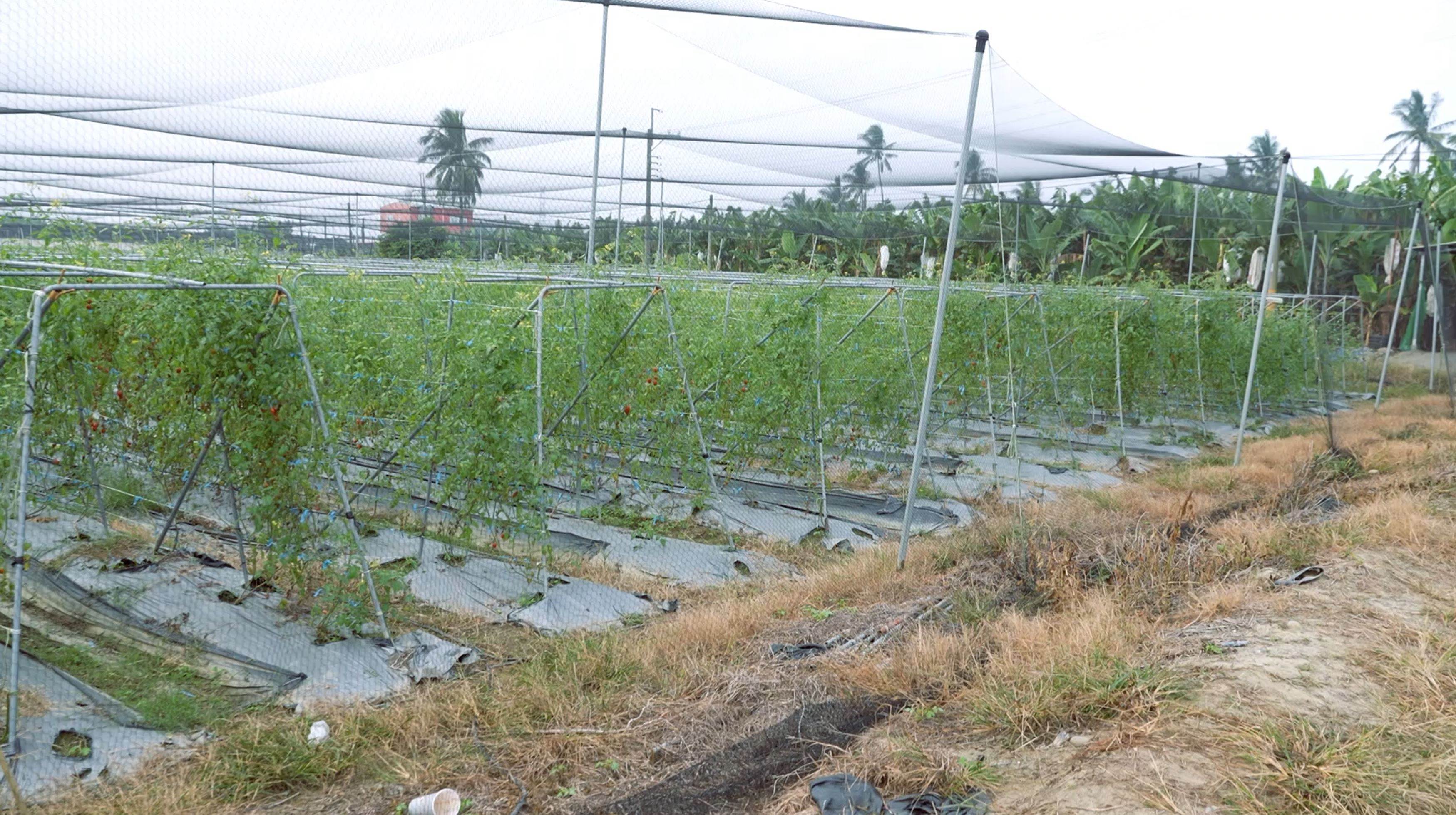 圖說三：田區架設防鳥網以及採用ㄇ型立架種植，讓嫣紅番茄健壯生長。.JPG