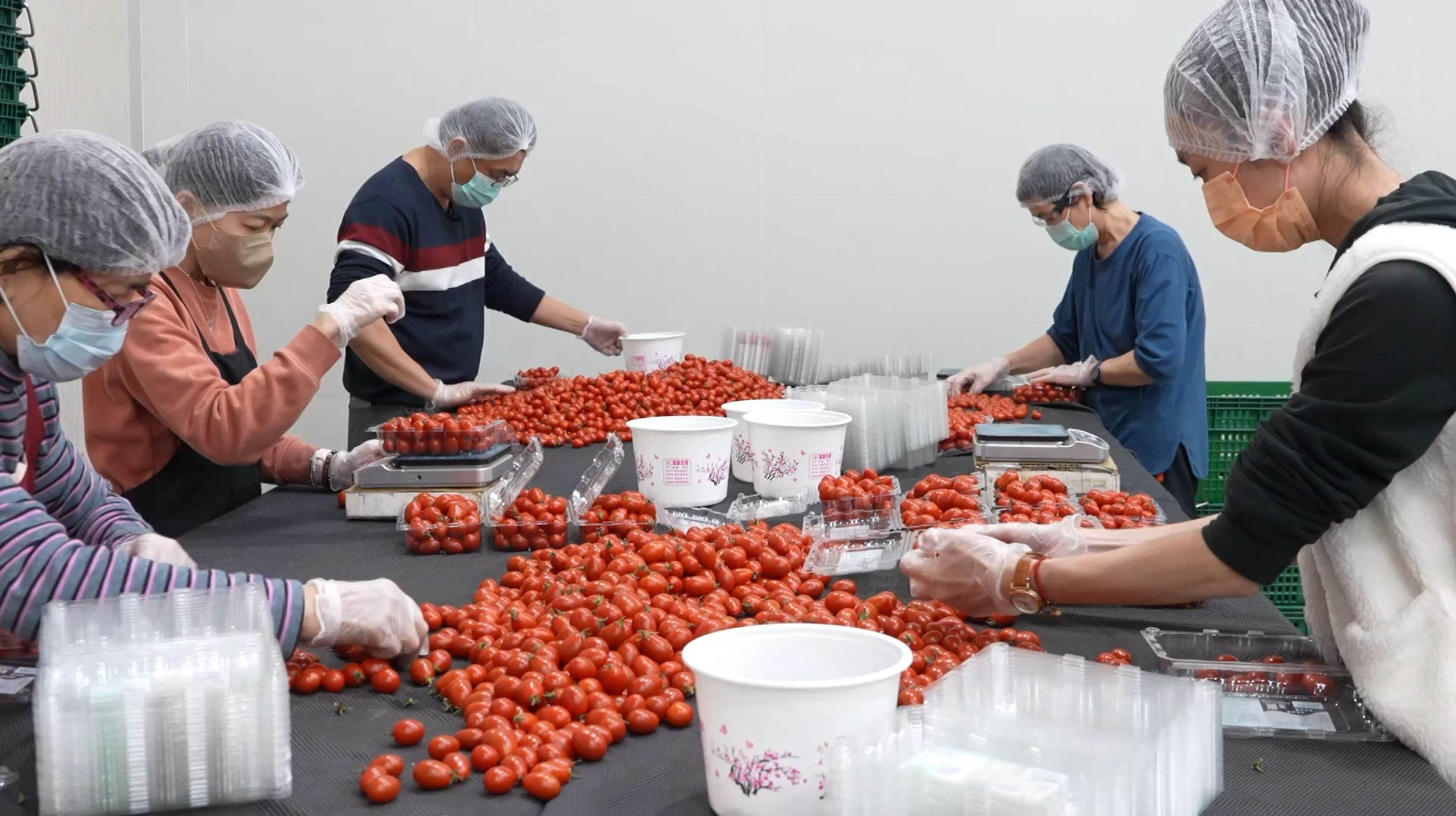 圖說五：透過人工包裝與複檢，確保每一盒嫣紅蕃茄有最佳的品質。.JPG
