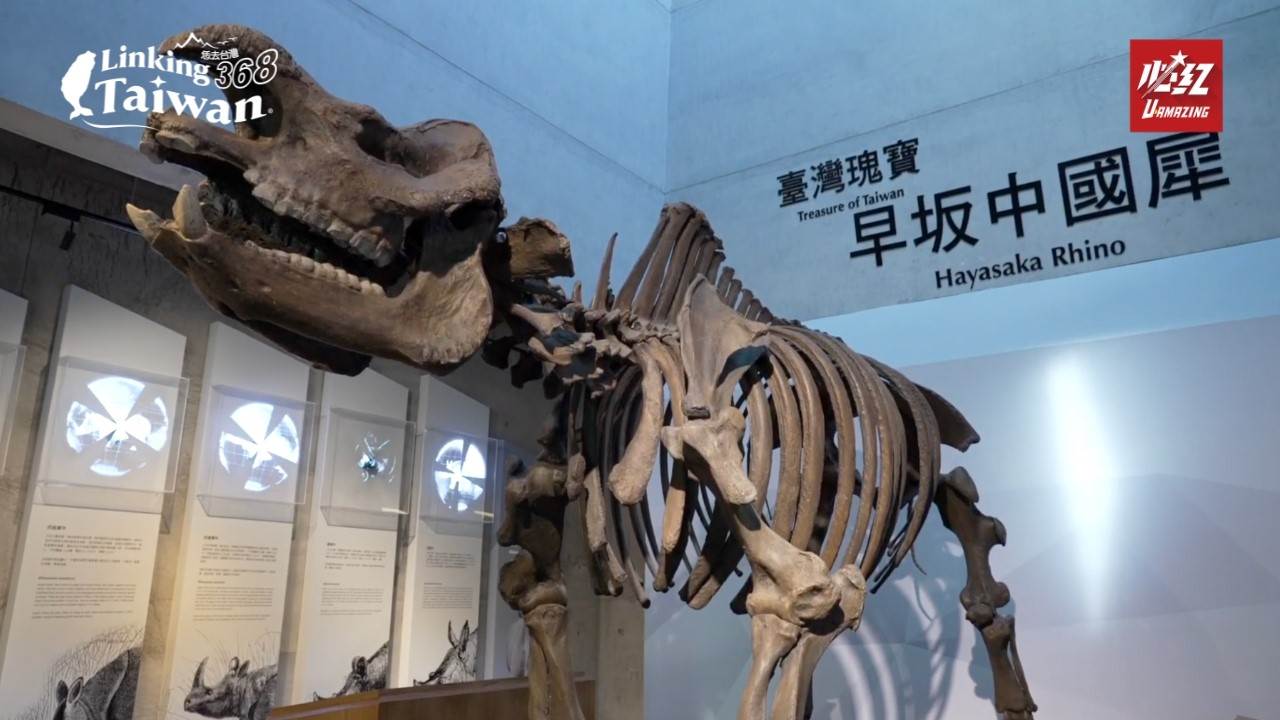 早坂島犀為園區鎮館之寶，是臺灣地層中發現完整度最高的犀牛化石，保存比例約40%，極具研究與展示價值。（圖／Linking368Taiwan提供）