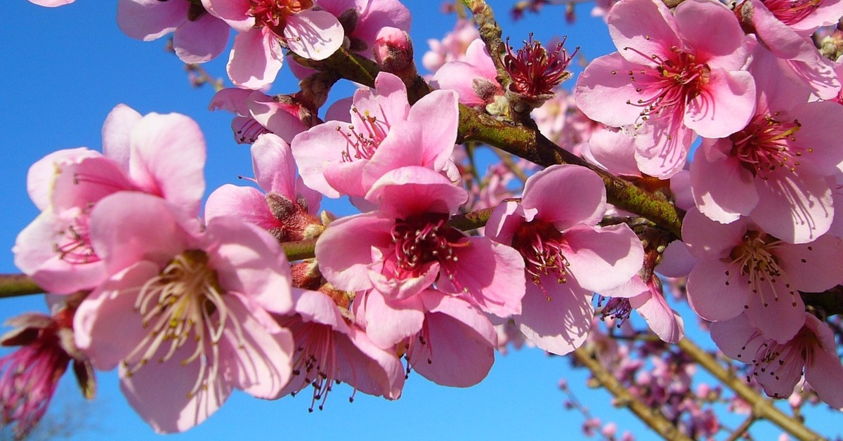 2026新的一年到來，有4生肖將於未來一個月內迎來好運。（示意圖／Pixabay）