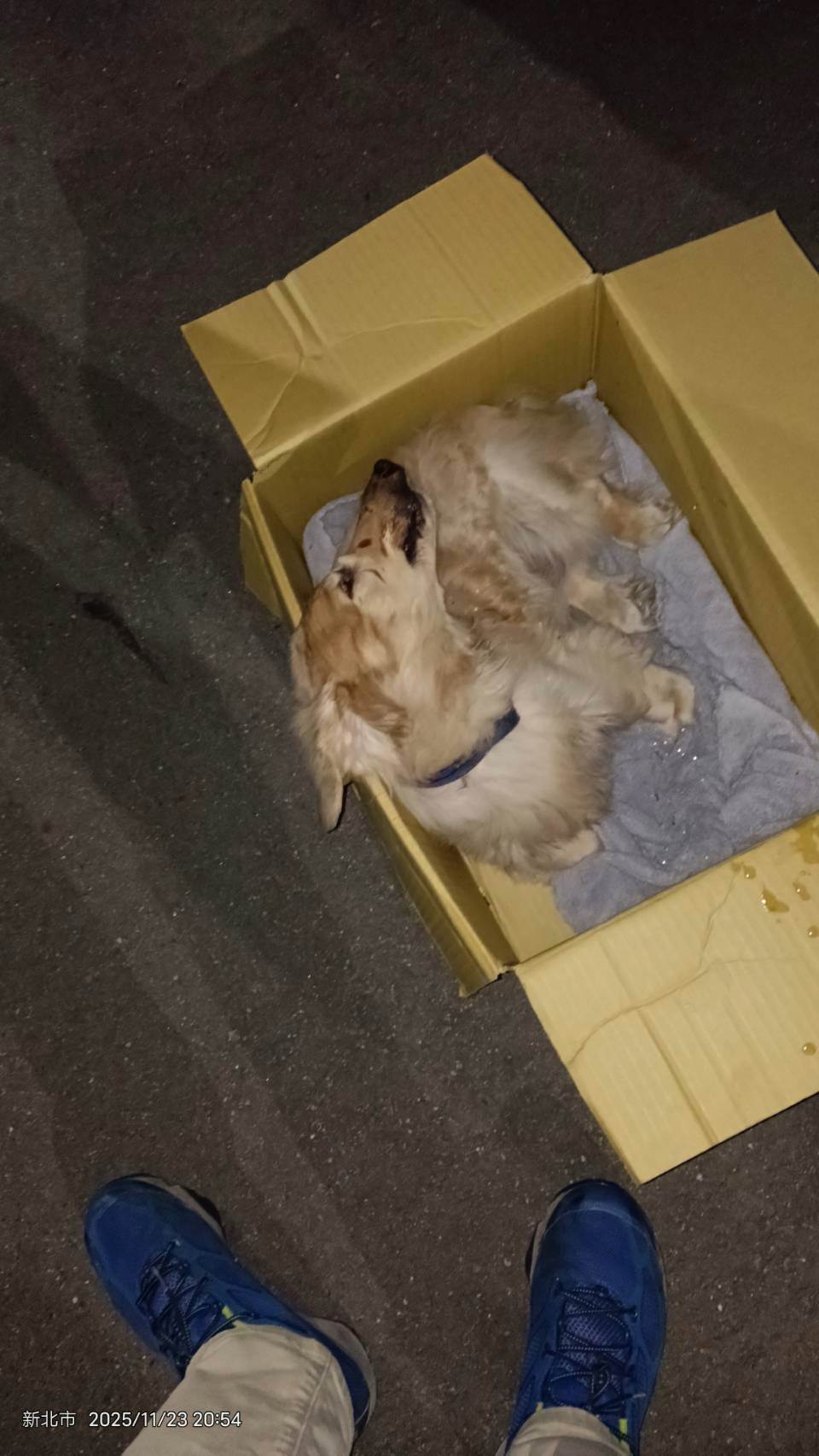 新北動保處緊急移送犬隻