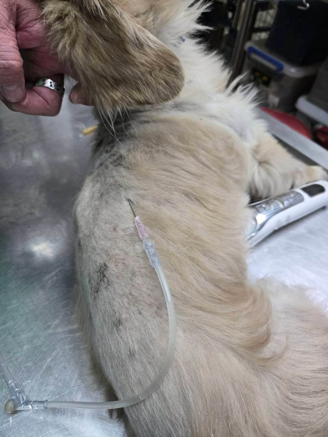 動物醫院緊急醫療犬隻