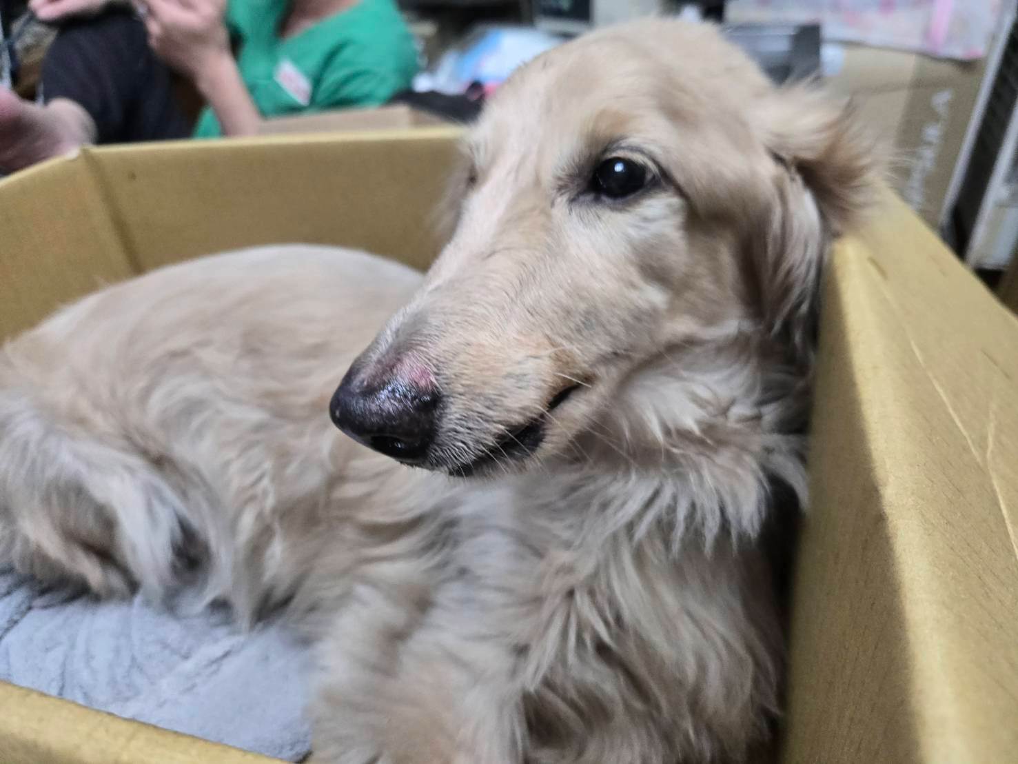 經過治療後,臘腸犬情緒較為穩定