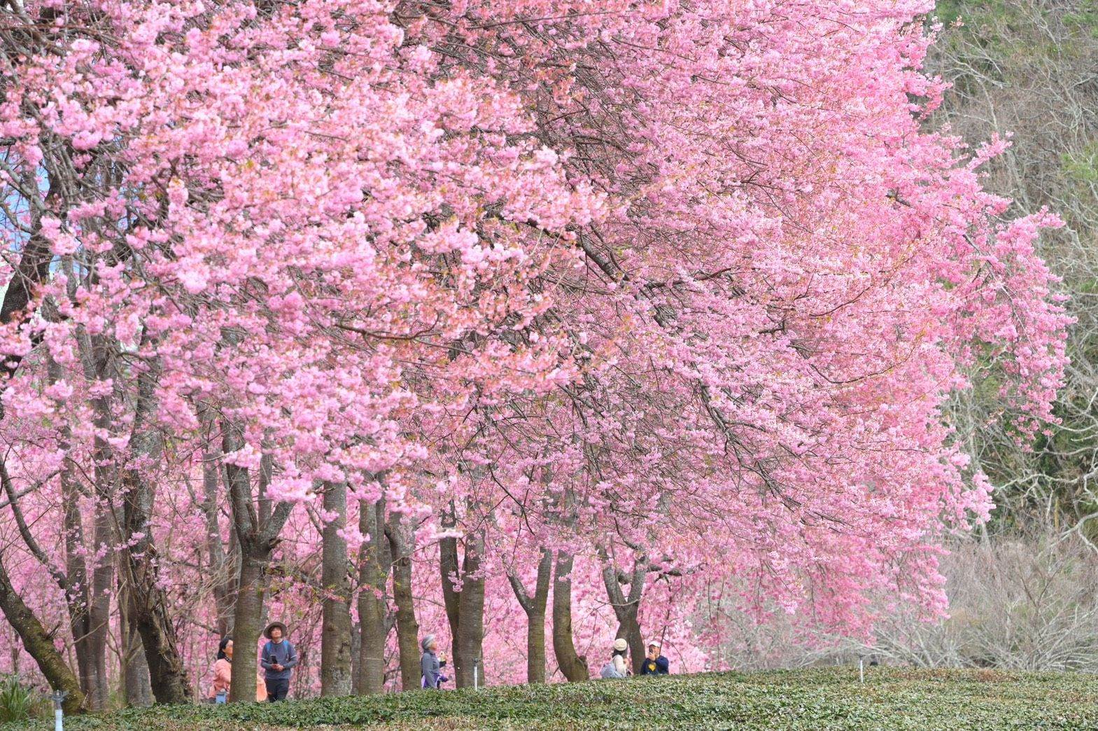 武陵農場的櫻花盛開時整片粉紅，吸引大批遊客前賞櫻。圖／公路局提供