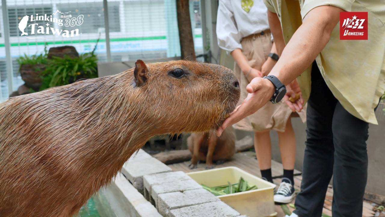 這裡是一間水豚甜點店，有可愛的水豚隨時等著客人來一起喝下午茶。（圖／Linking 368 Taiwan恁去台灣提供）