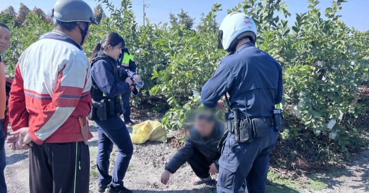 趁好價狂偷！彰化芭樂農連3月遭竊 損失破萬