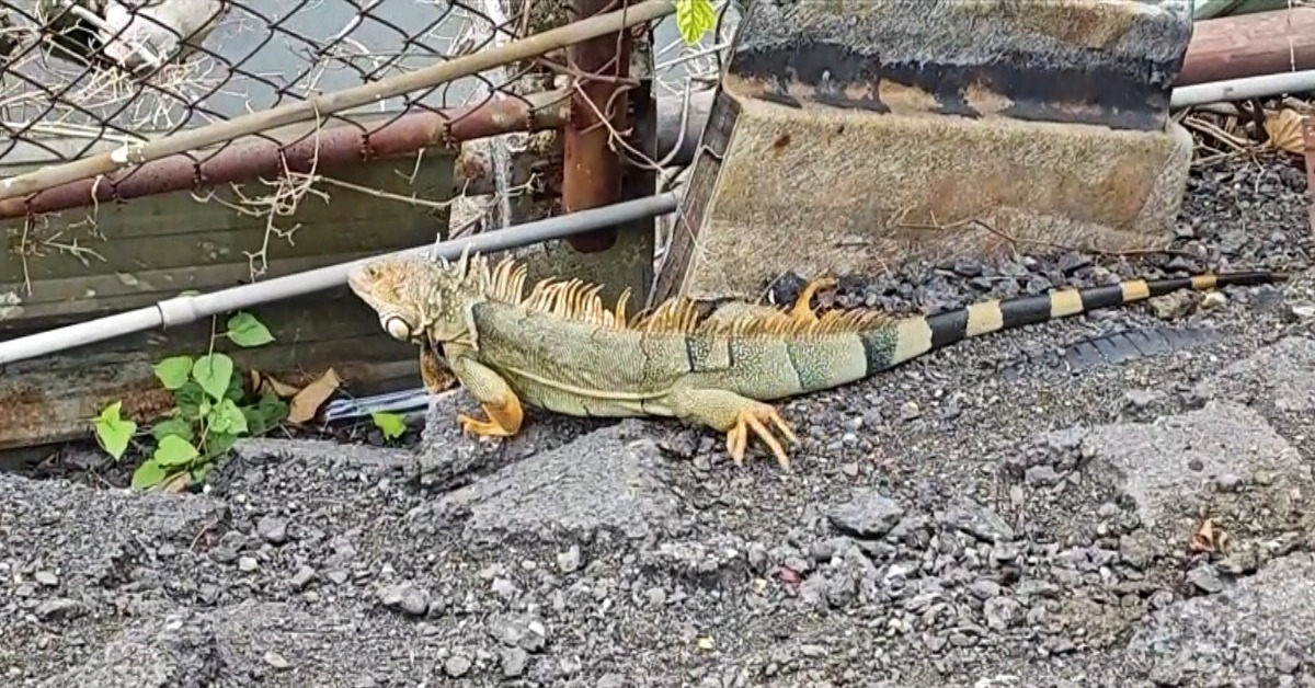 綠鬣蜥幼體捕捉金砍半 獵人怒：恐抓大放小
