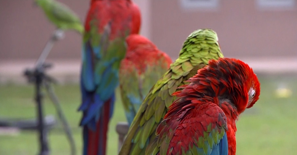 獨家／金剛鸚鵡能投資？混種四代賣到杜拜150萬
