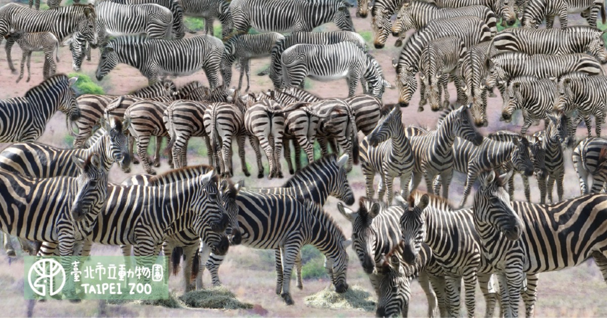國際斑馬日在這天！來木柵動物園當「視圖老馬」拿好禮