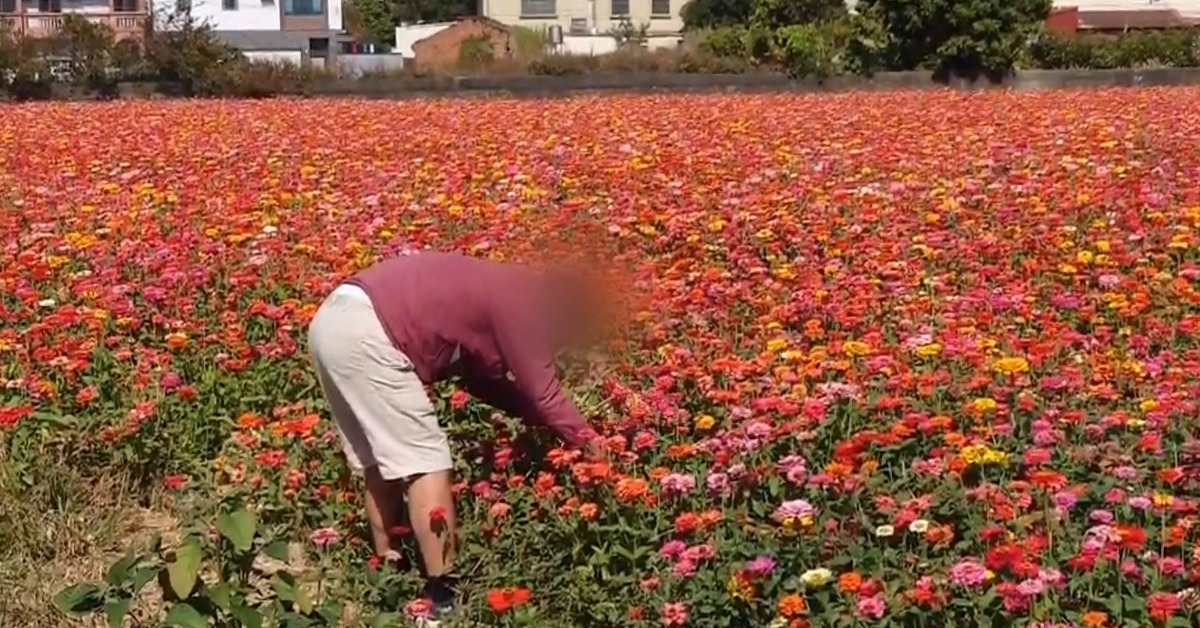 遊客搶拍百日草花海 多區遭踩成「癩痢頭」