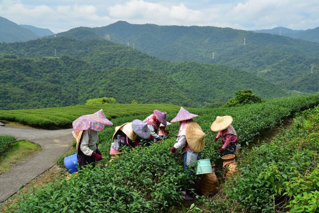在雲霧繚繞的茶園裡學習傳統製茶技藝，感受時間慢下來的美好。（圖／業者提供）