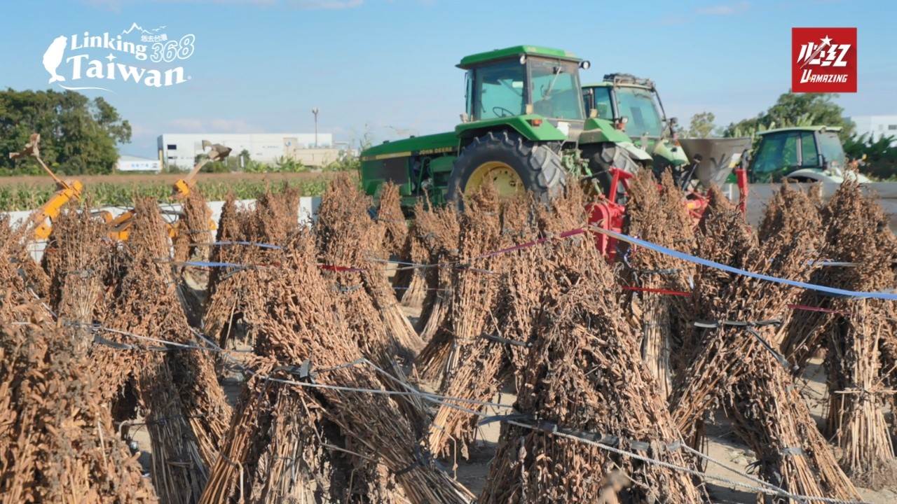 臺南為全臺國產胡麻的主要產區，胡麻營養價值高，自古以來便是冬季進補的常見食材之一，同時也是兼具美味與健康的優質食品。（圖／Linking 368 Taiwan 提供）