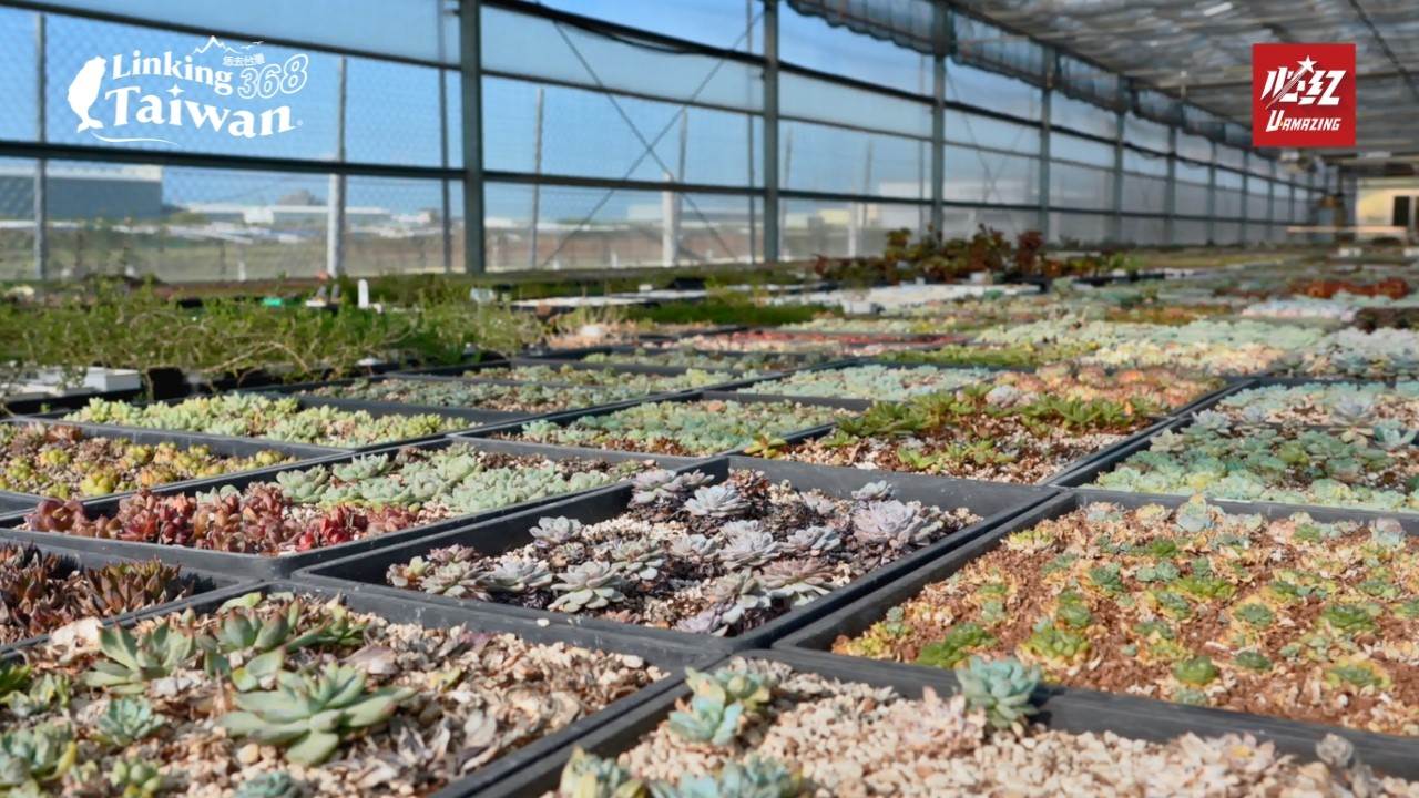你一定沒想到，在安定會有一座多肉植物的樂園。（圖／Linking 368 Taiwan 提供）