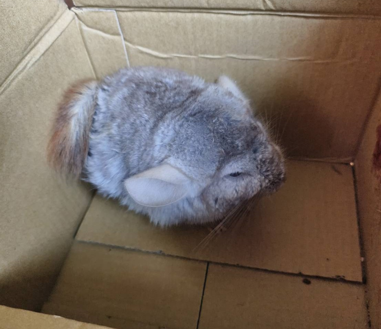 紙箱中的龍貓,其中一面紙箱布滿血跡