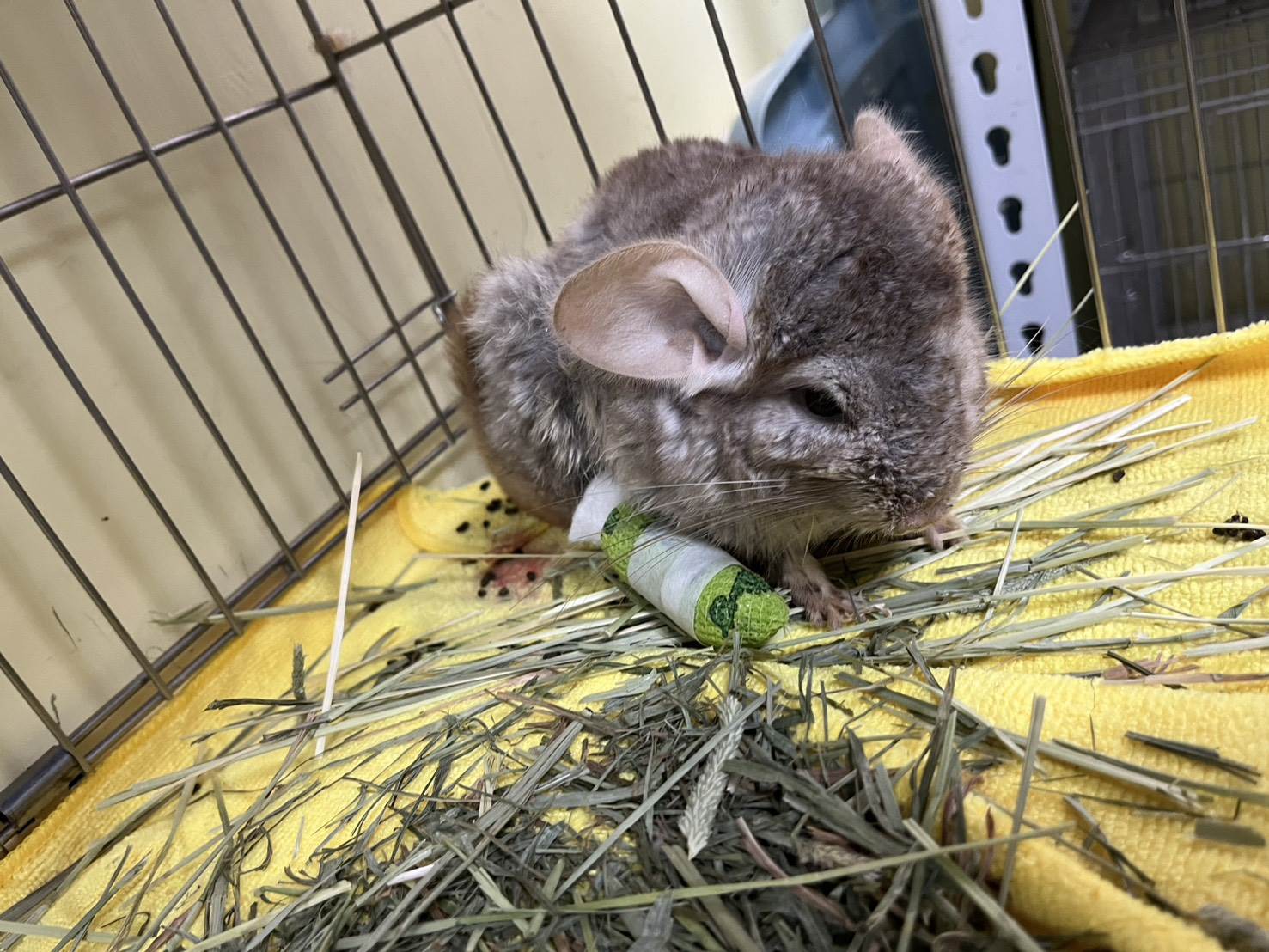 起初嘗試過包紮,但復原狀況不佳