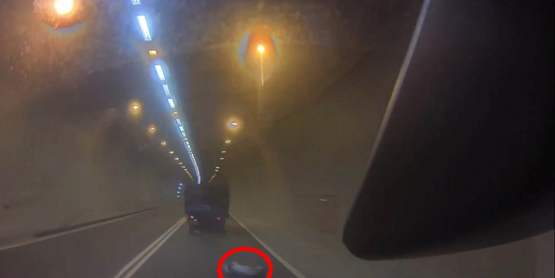 豬隻從前車後斗掉落，後車差點閃避不急引發交通事故