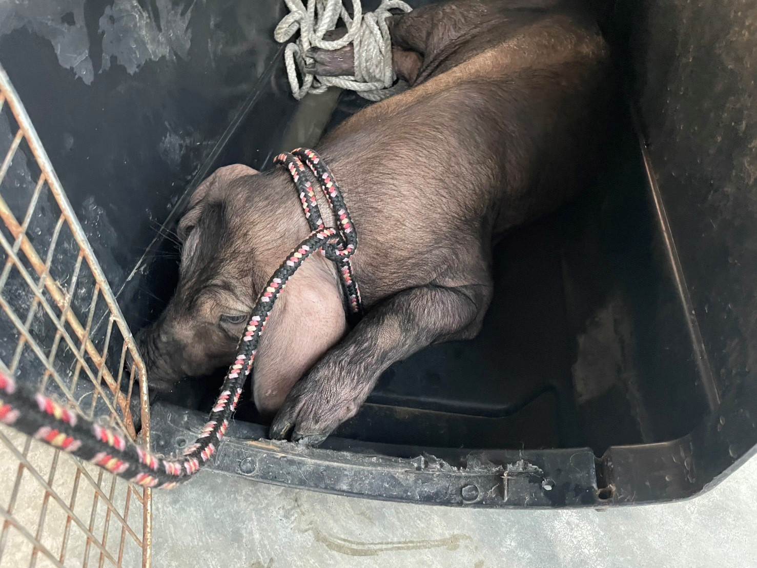 動保處用運輸籠將豬隻帶回動物之家安置