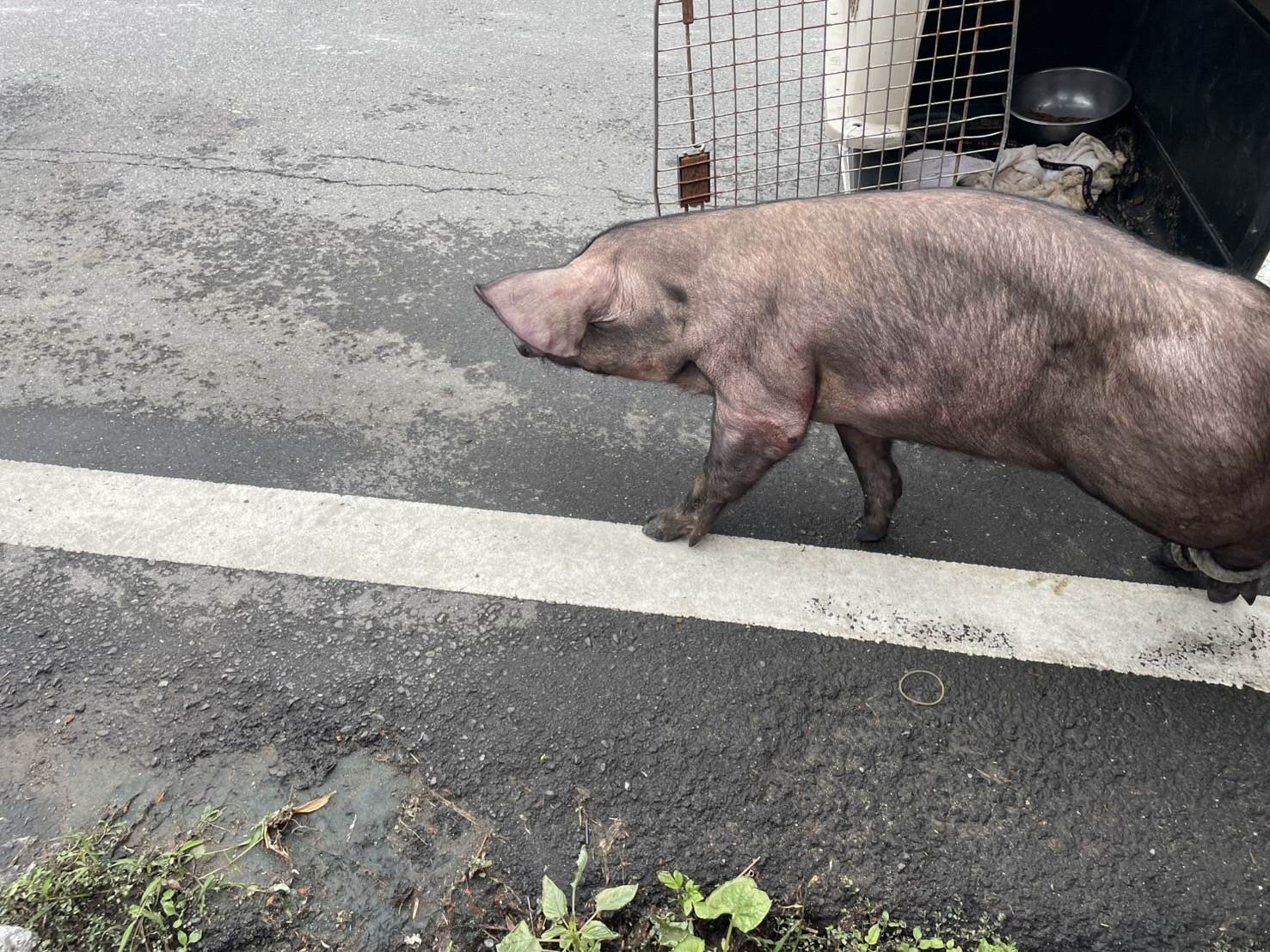 將豬隻安全運送至動物之家