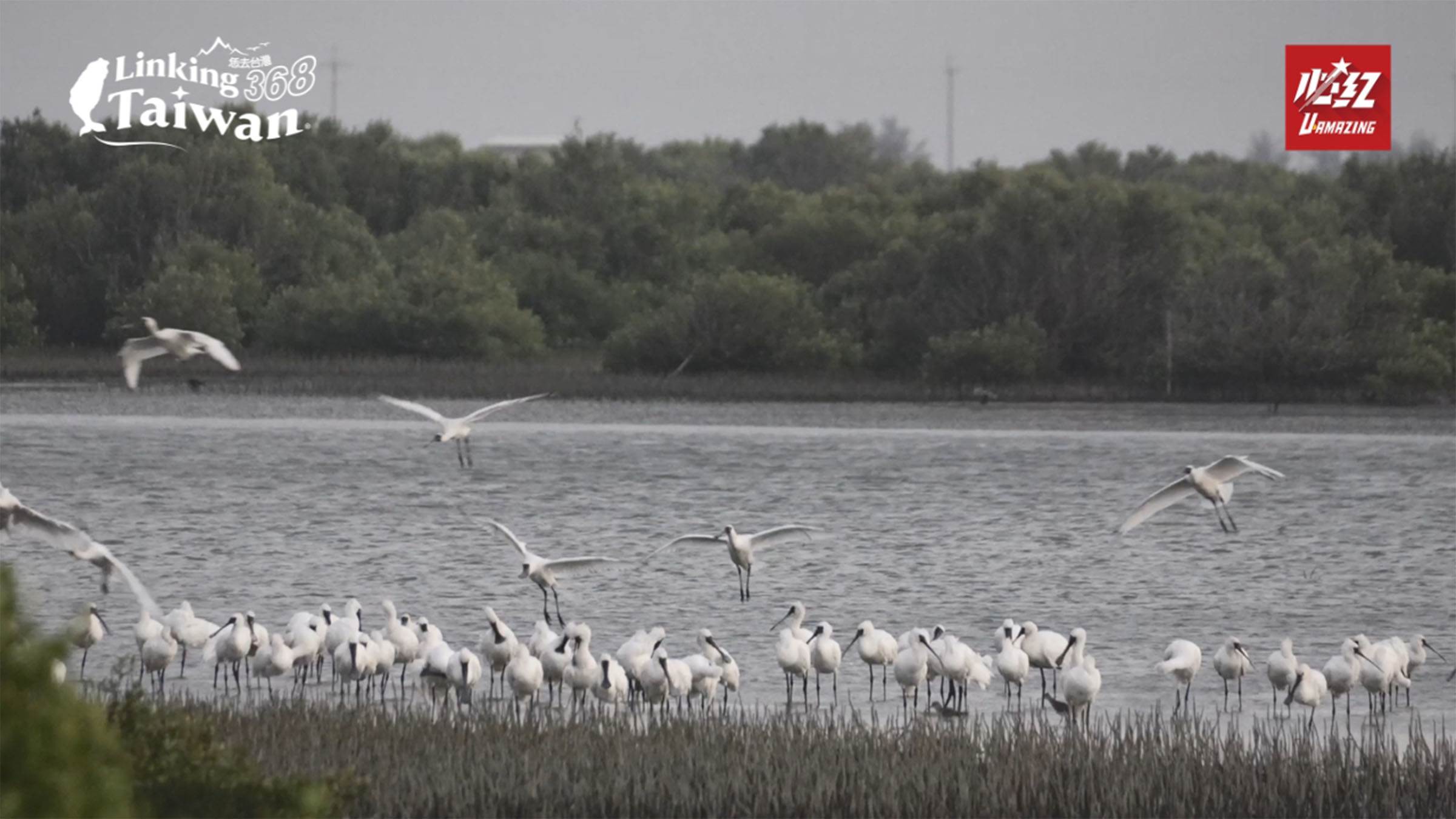 七股黑面琵鷺賞鳥亭迎來度冬季節,研究中心主任劉靜榆指出,黑面琵鷺每年10月至翌年春季南飛來臺,七股為重要棲地之一。(圖/《Linking 368 Taiwan恁去台灣》提供)