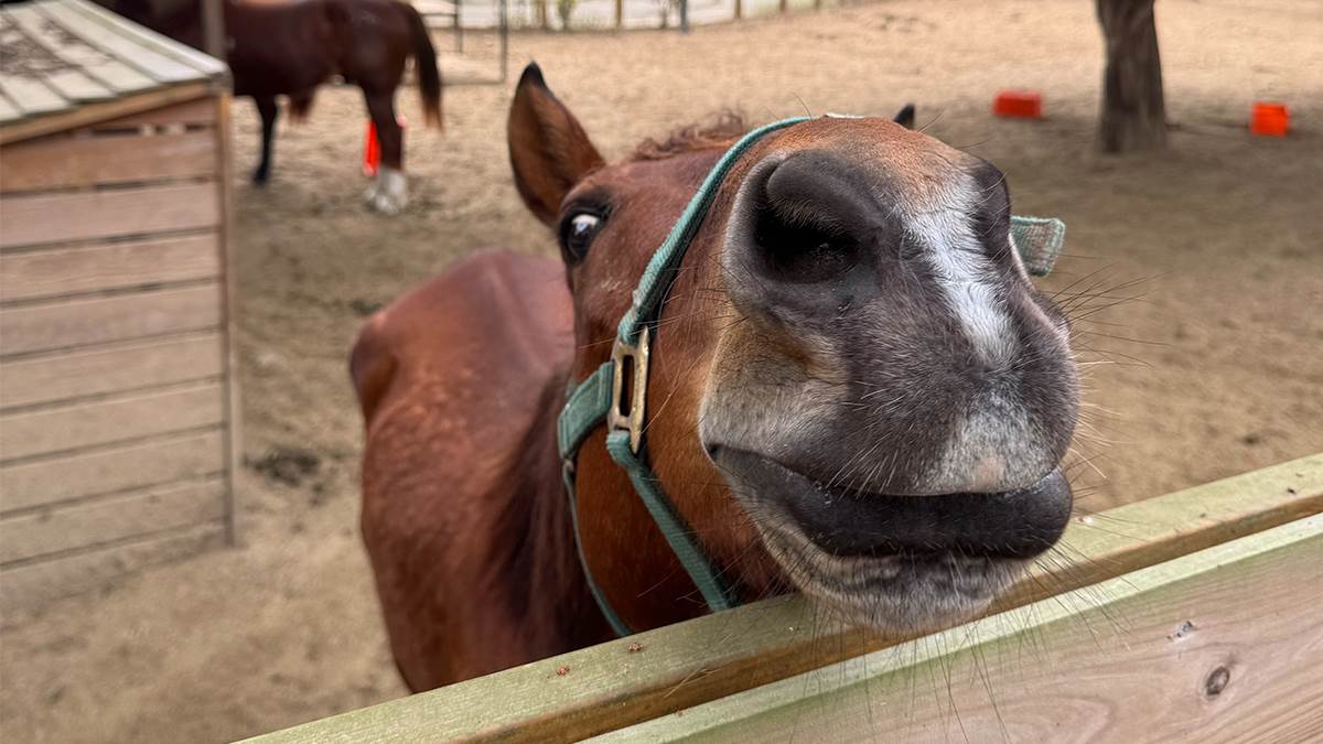 先給大家看張后里馬場可愛的馬，直接祝大家<a href='/search/tags/馬年/' target='_blank'>馬年</a>行大運，天天馬力夯。（圖／林昱丞攝影）