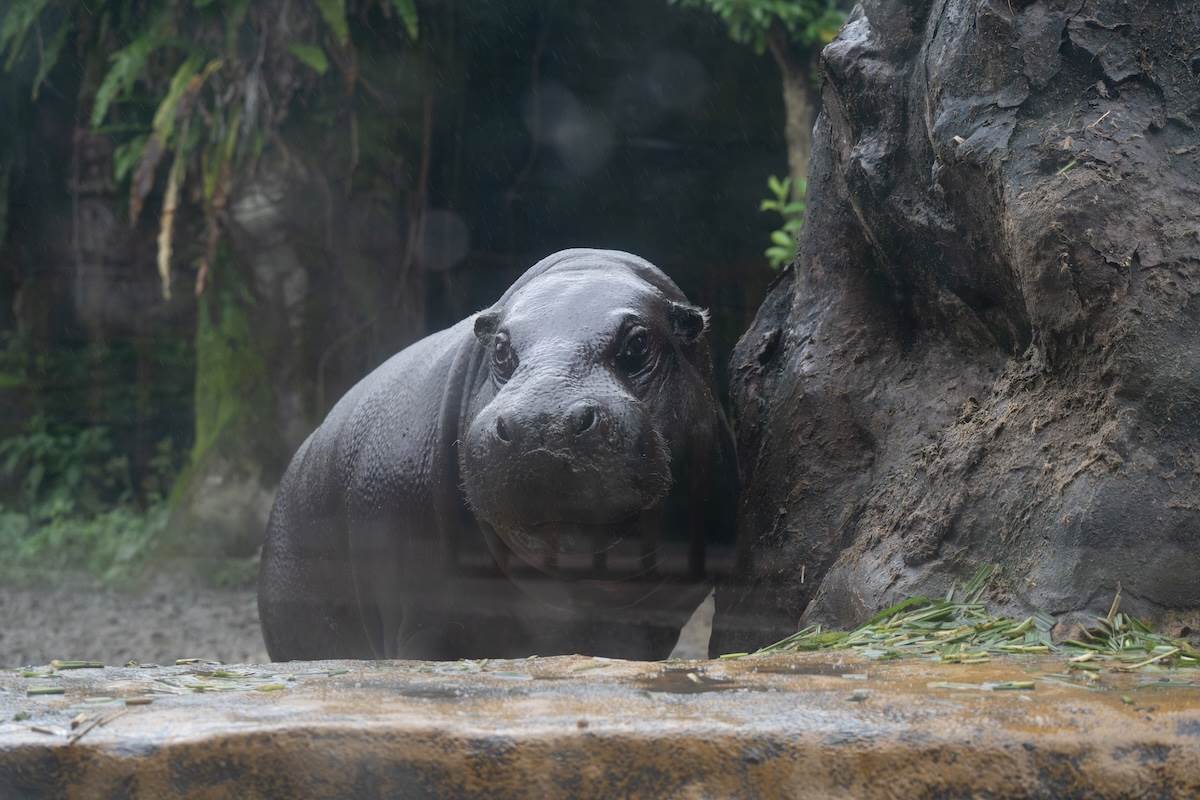 侏儒河馬。（圖／林昱丞攝影）
