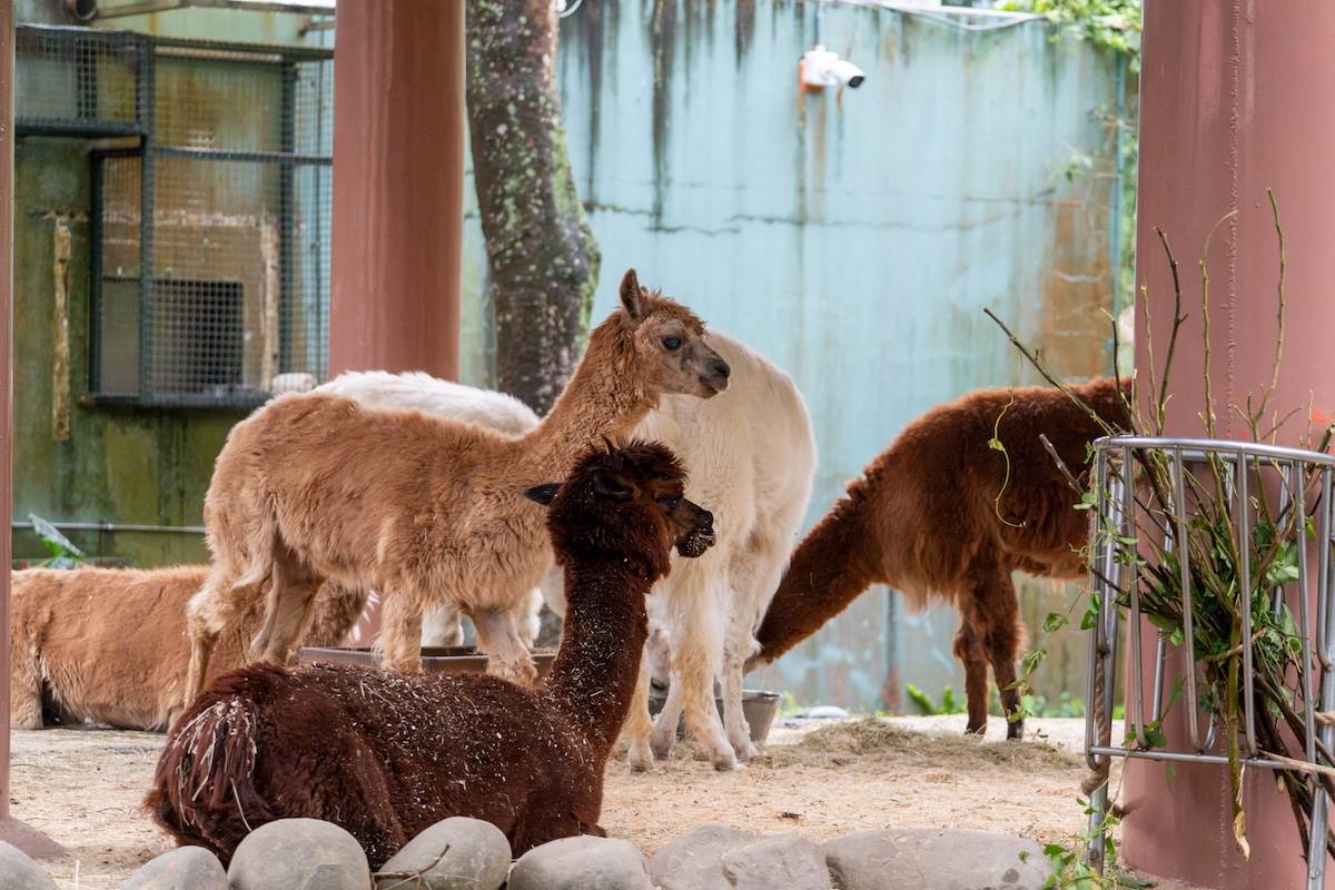 俗稱草泥馬的羊駝。（圖／林昱丞攝影）