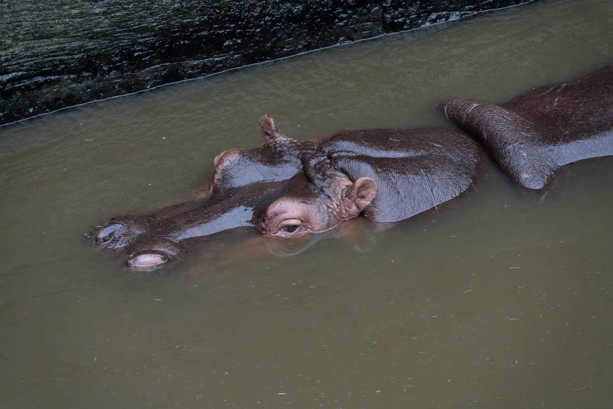 河馬。（圖／林昱丞攝影）