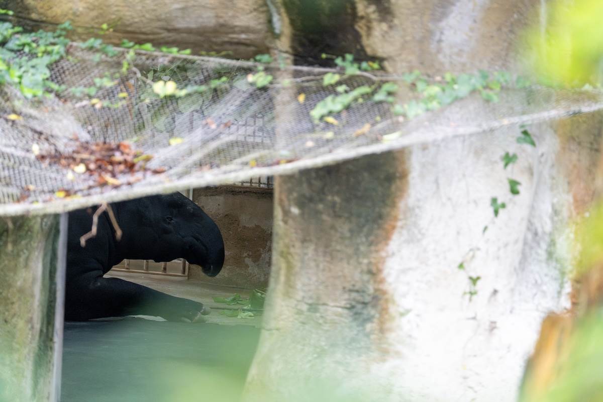 馬來貘。（圖／林昱丞攝影）