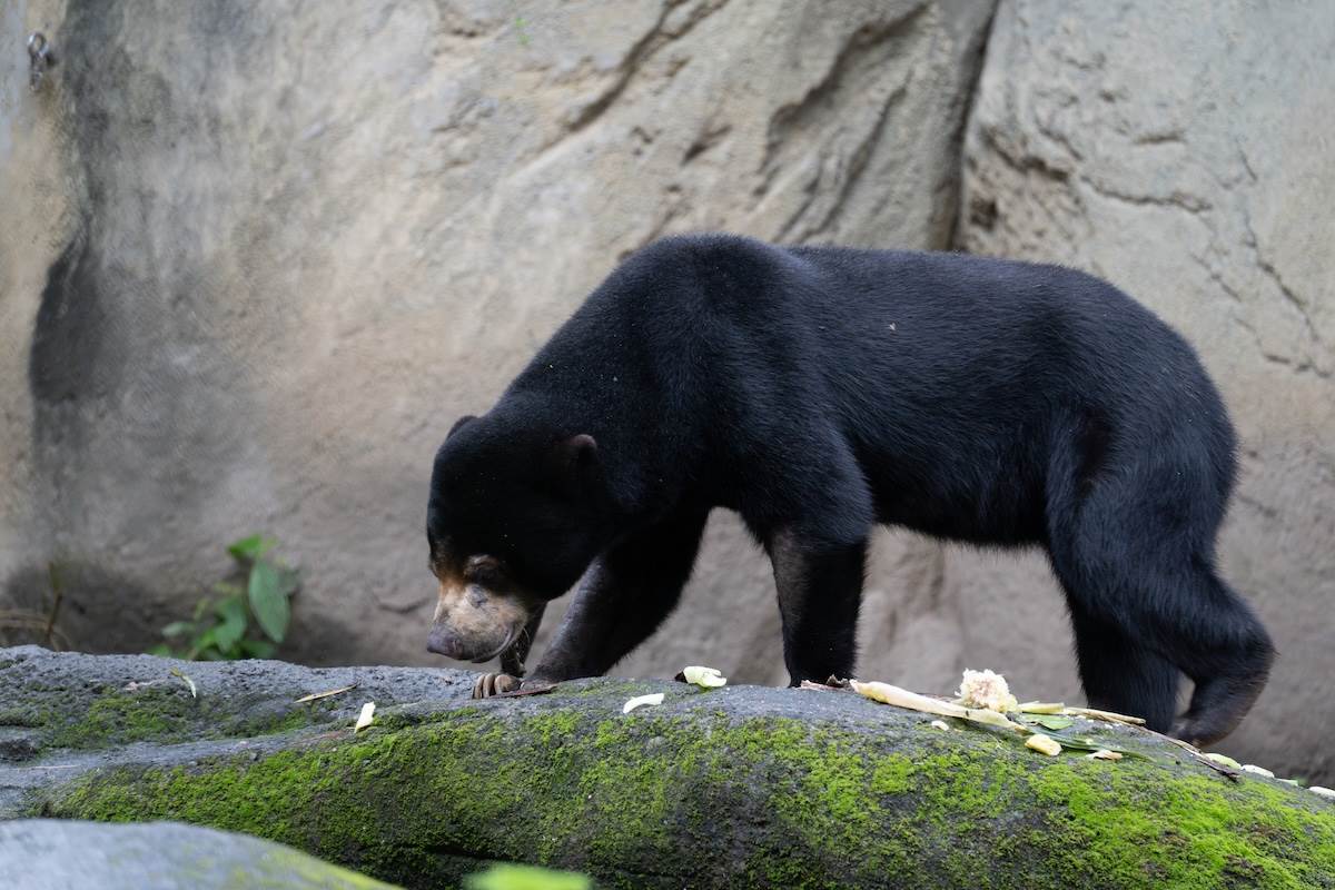 馬來熊。（圖／林昱丞攝影）