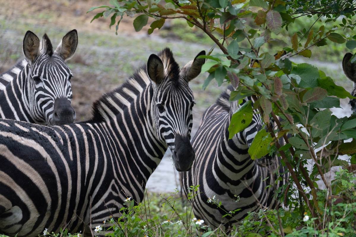 斑馬。（圖／林昱丞攝影）