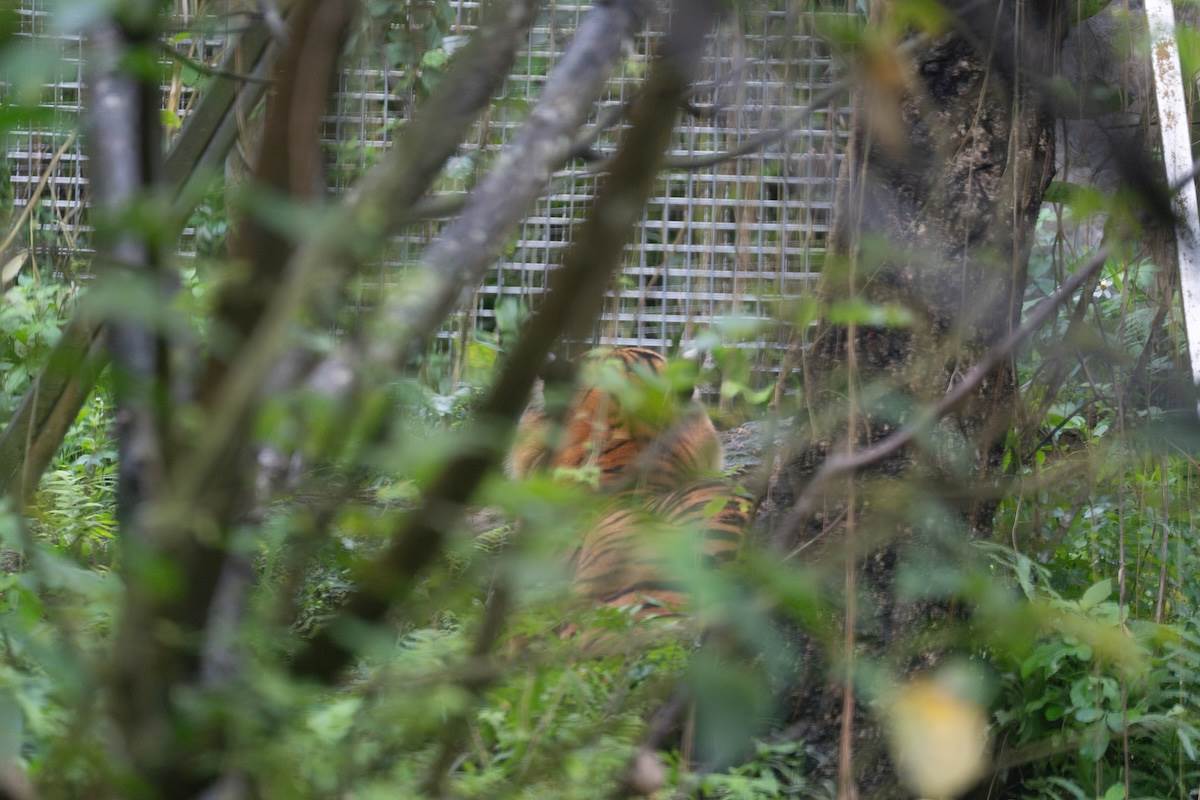 馬來虎的背影，看起來很像橘子。（圖／林昱丞攝影）