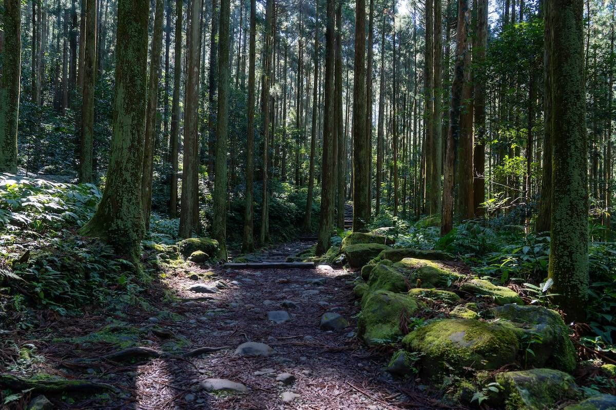 馬武督探索森林總共有四條步道，分別為「元氣步道」、「楊梅步道」、「竹林步道」以及「桐花步道」。（圖／林昱丞攝影）