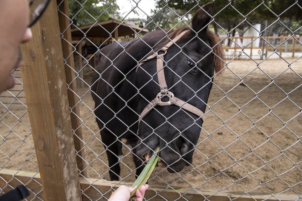 可以近距離與馬接觸。（圖／江岱柏攝影）