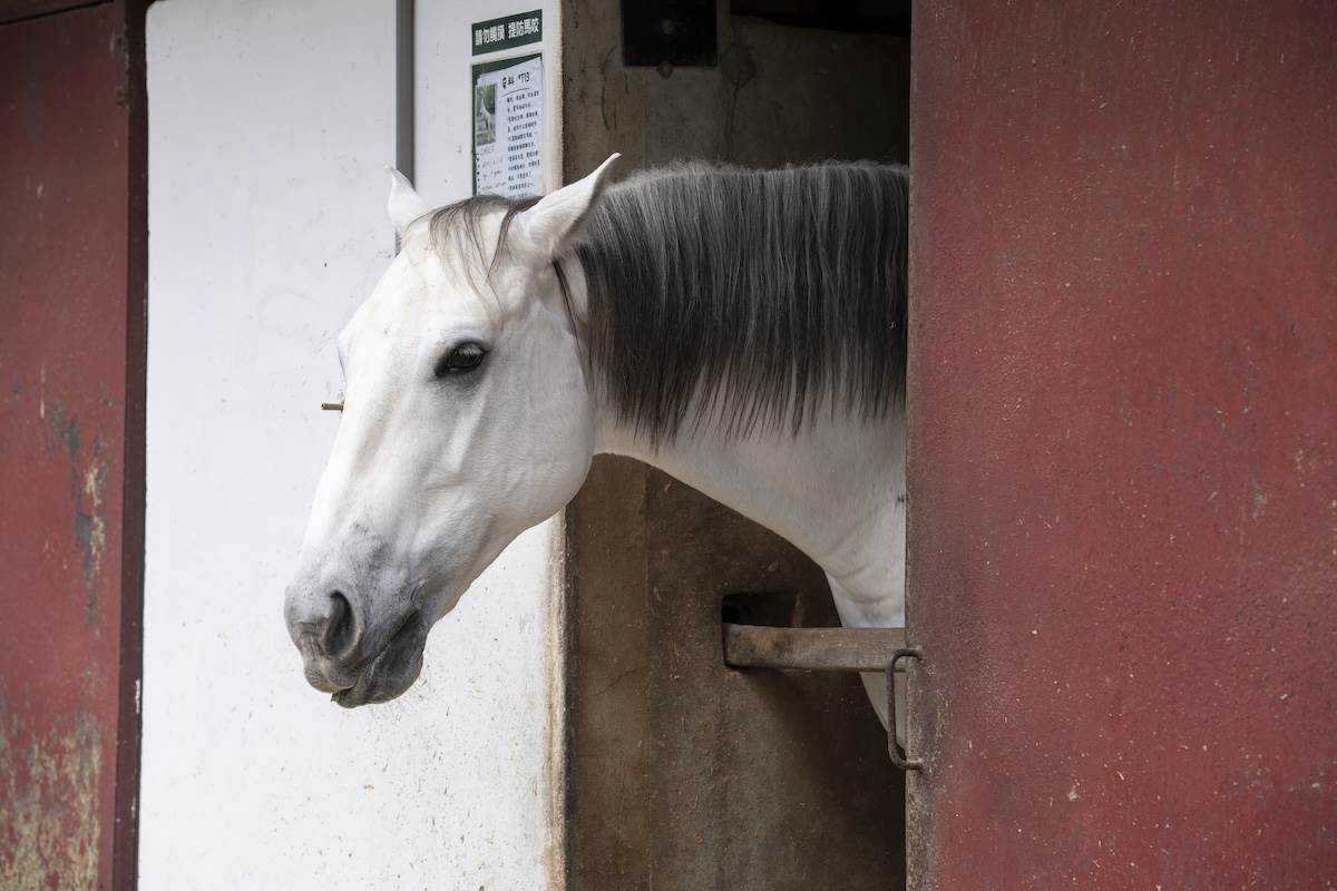 白馬超帥。（圖／江岱柏攝影）