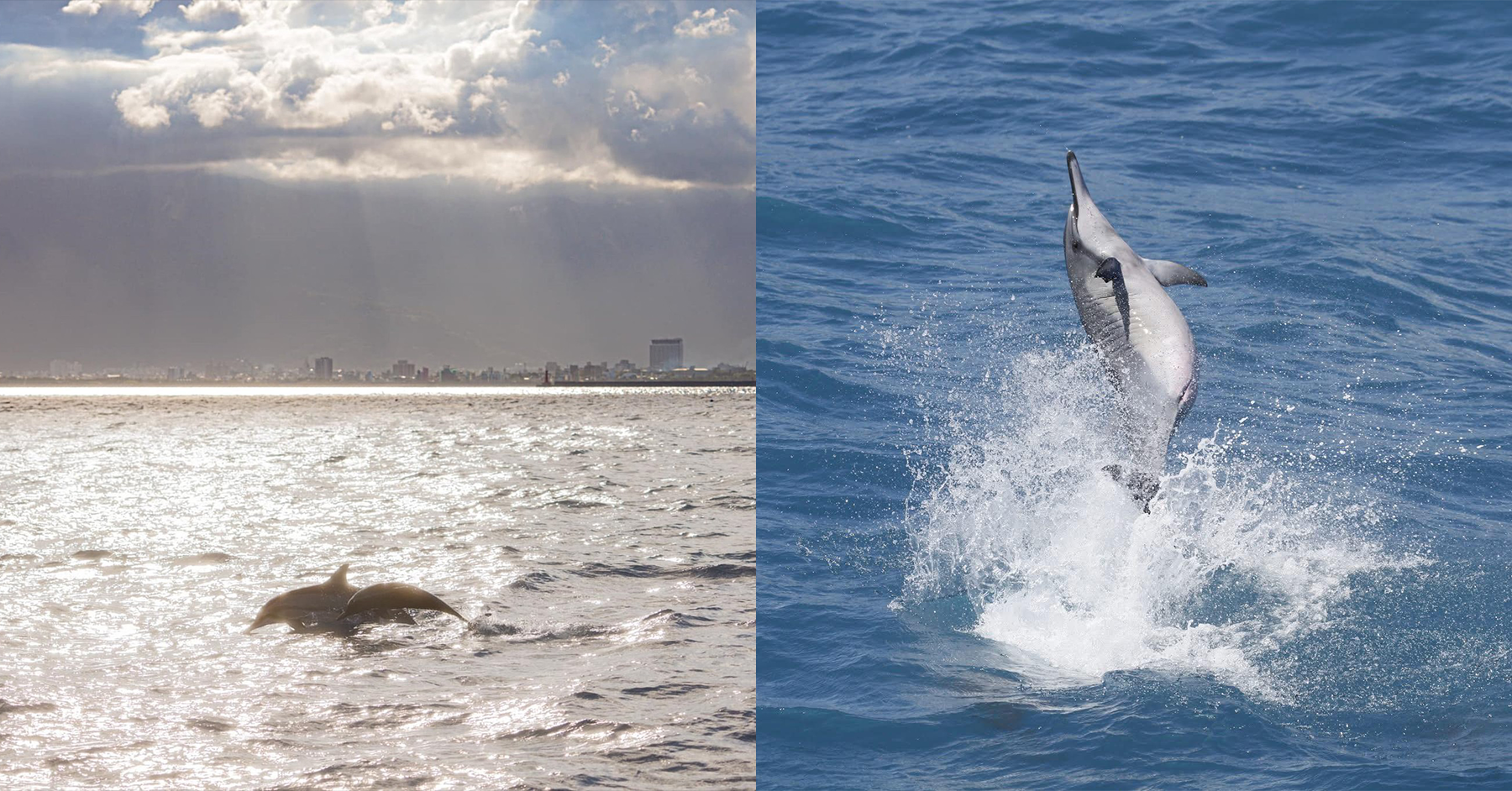 不同時間賞鯨,都能帶來獨一無二的感動。(圖/多羅滿賞鯨FB)