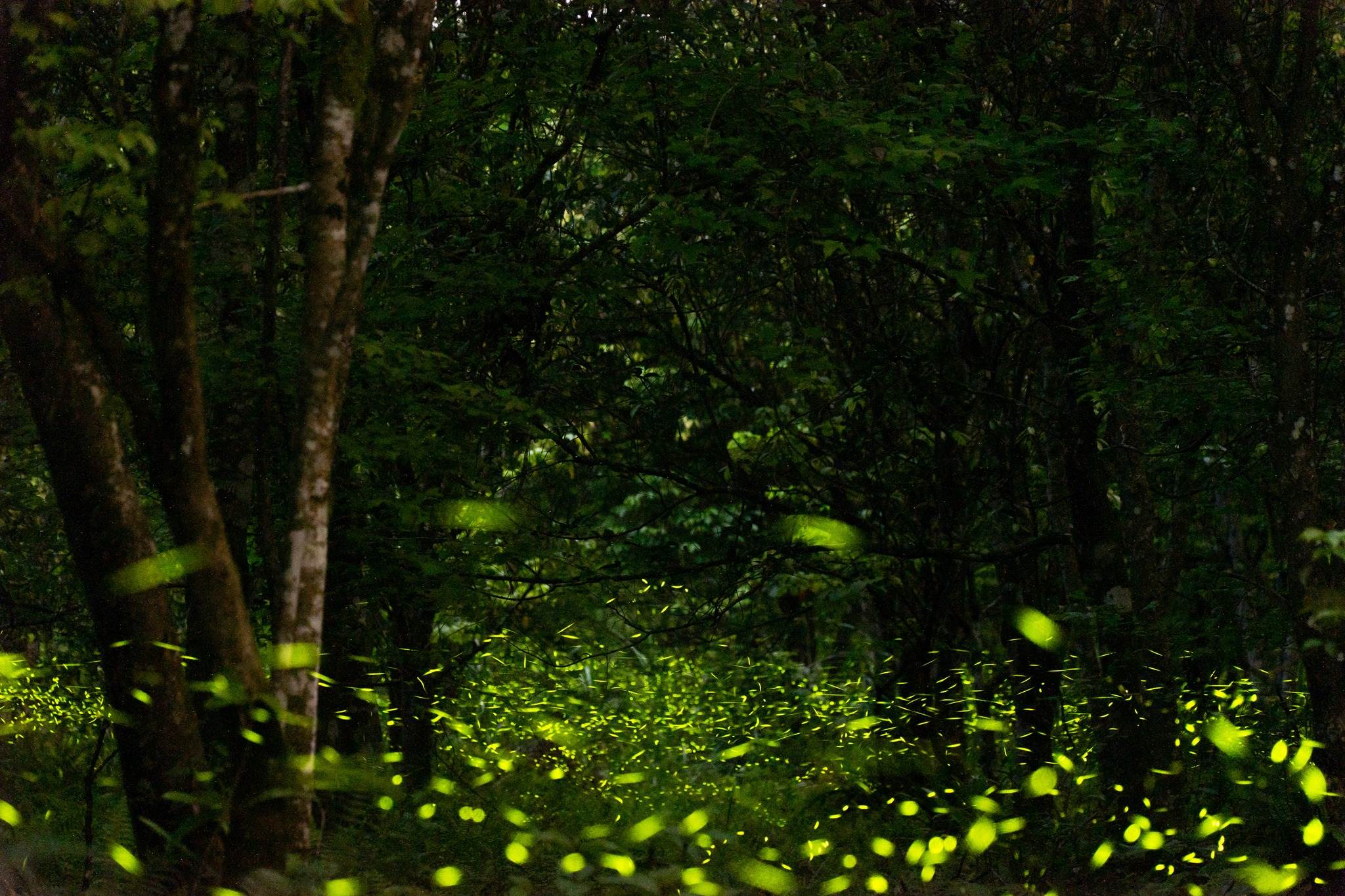 花蓮有全台最早、面積最大的賞螢秘境——大農大富平地森林園區。(圖/大農大富平地森林園區FB)