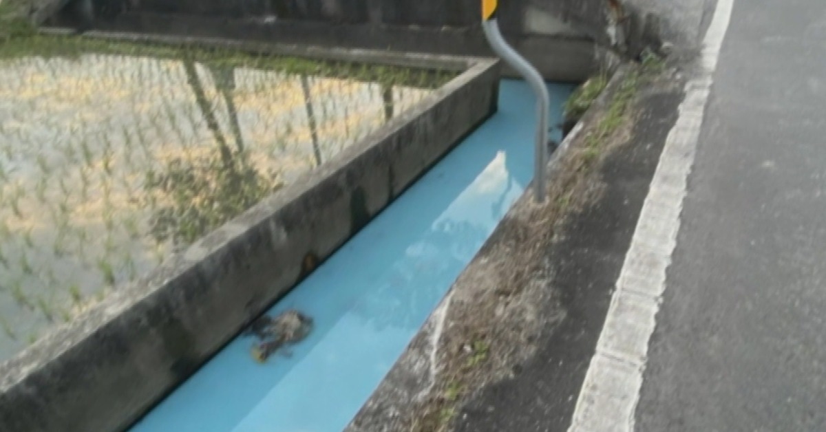 「藍」不住！農排整條染色 農民憂秧苗被汙染