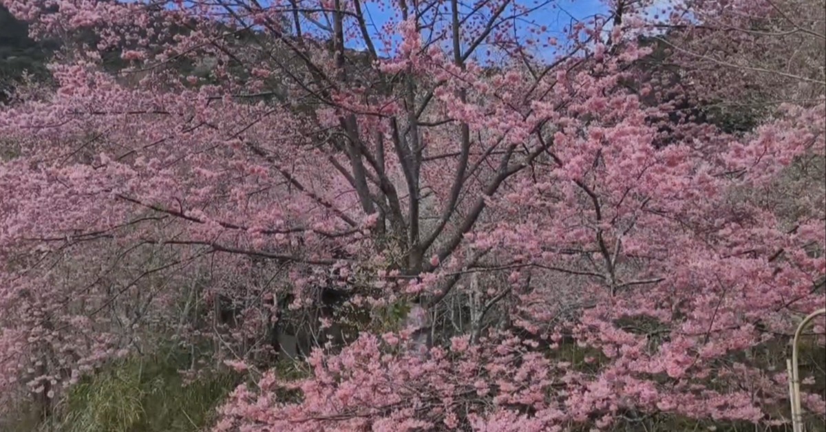 獨家/春季來臨大爆「花」!尖石鄉賞櫻秘境櫻花盛開