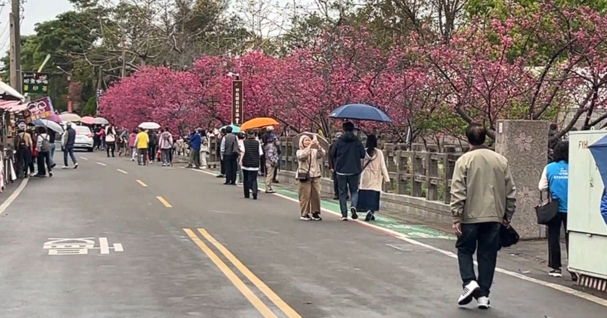 連假來賞櫻!台中、南投櫻花季開跑 人潮爆滿