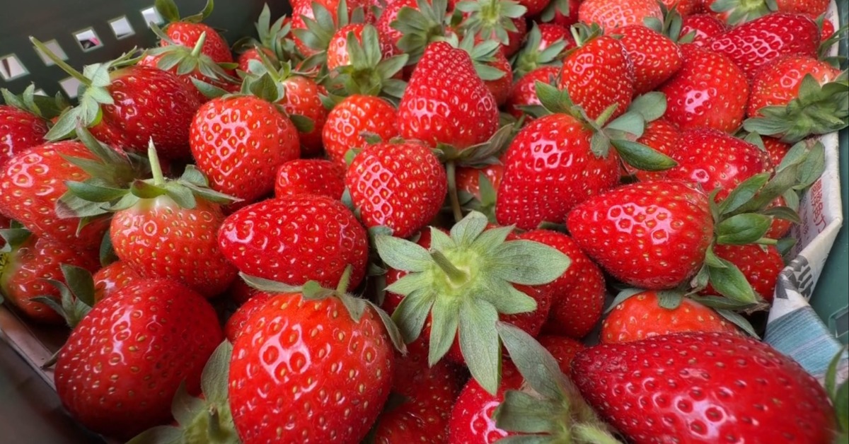 獨家／苗栗10多間草莓農遭盤商「賒帳落跑」 損失破500萬