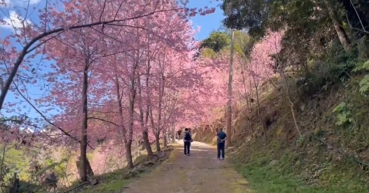 超美！新竹霞喀羅登山步道 200株櫻花大爆發
