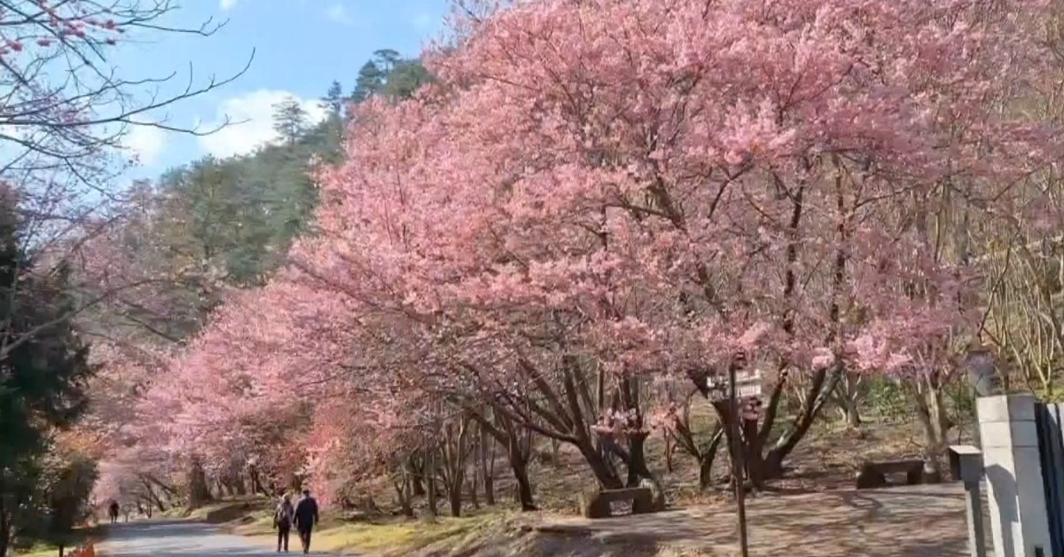 雪霸武陵櫻花盛開!浪漫「櫻吹雪」宛如置身國外