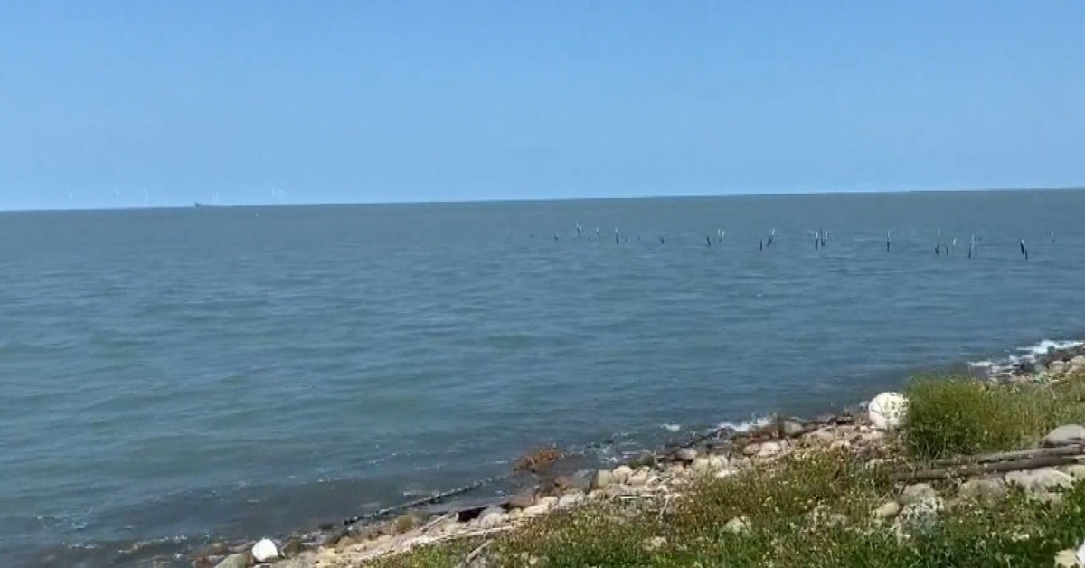 影／幸運！鹿港外海驚見白海豚現蹤 全台不到50隻