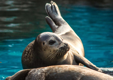 <a href='/search/tags/首爾大公園/' target='_blank'>首爾大公園</a>結合自然生態與休閒娛樂，成為首爾近郊熱門戶外景點。（圖／業者提供）