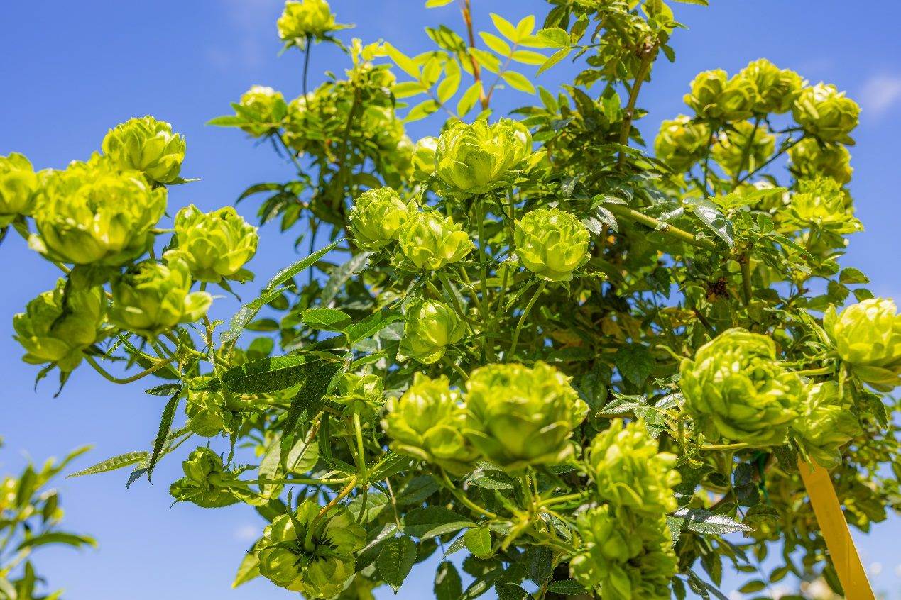 bd15adbe-cf50-42d2-8015-a8f16fe72e0b