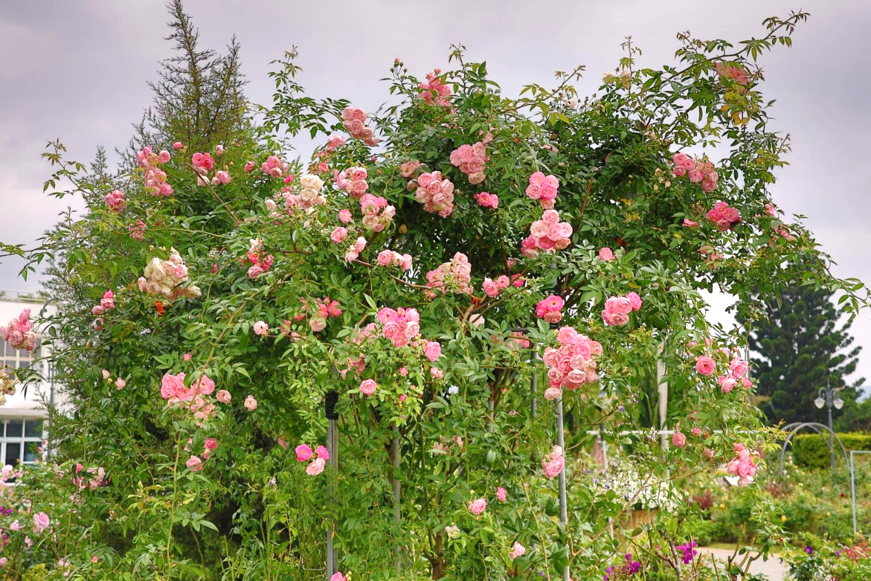 7945820c-ba25-4570-8e85-9dda63dee6a4